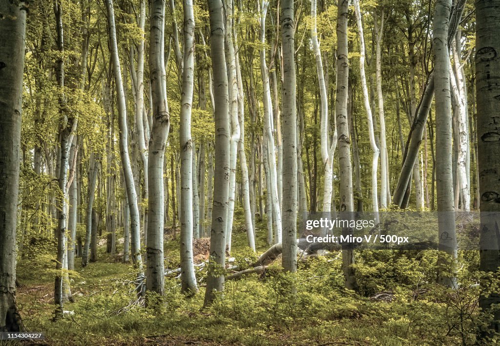 White Forest