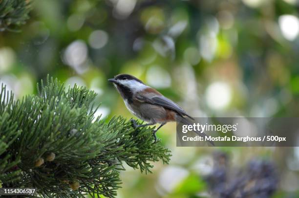american robin portrait - emeryville stock pictures, royalty-free photos & images