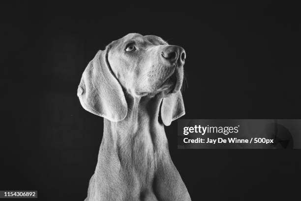 weimaraner dog portraits - black and white dog stock pictures, royalty-free photos & images