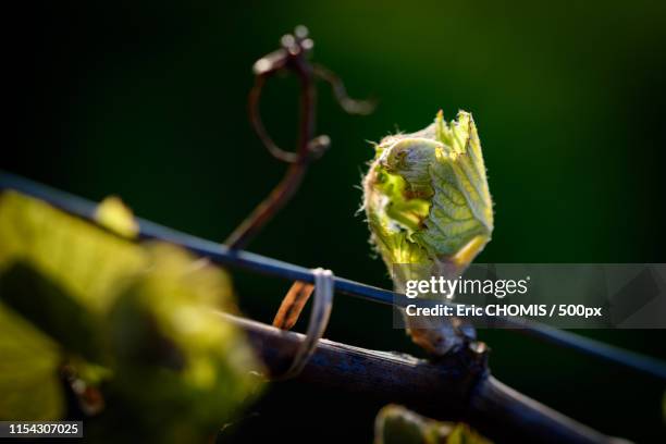 the vine in the spring - belleville ontario stock pictures, royalty-free photos & images