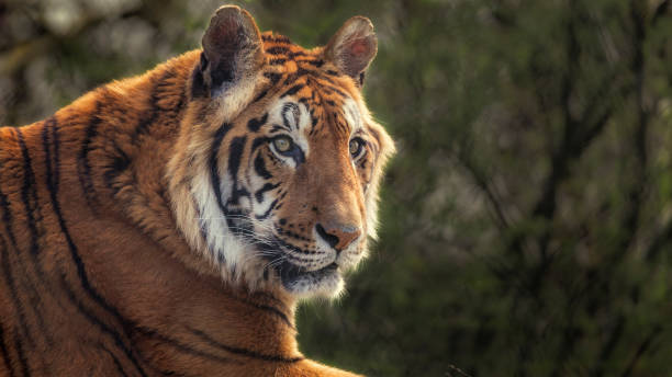 tiger - zoo art stock pictures, royalty-free photos & images