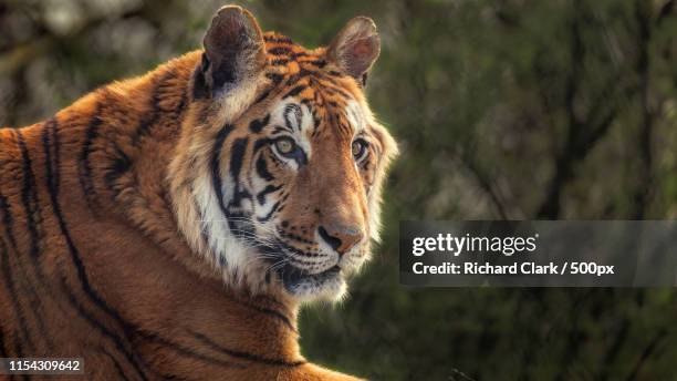 tiger - zoo stock pictures, royalty-free photos & images