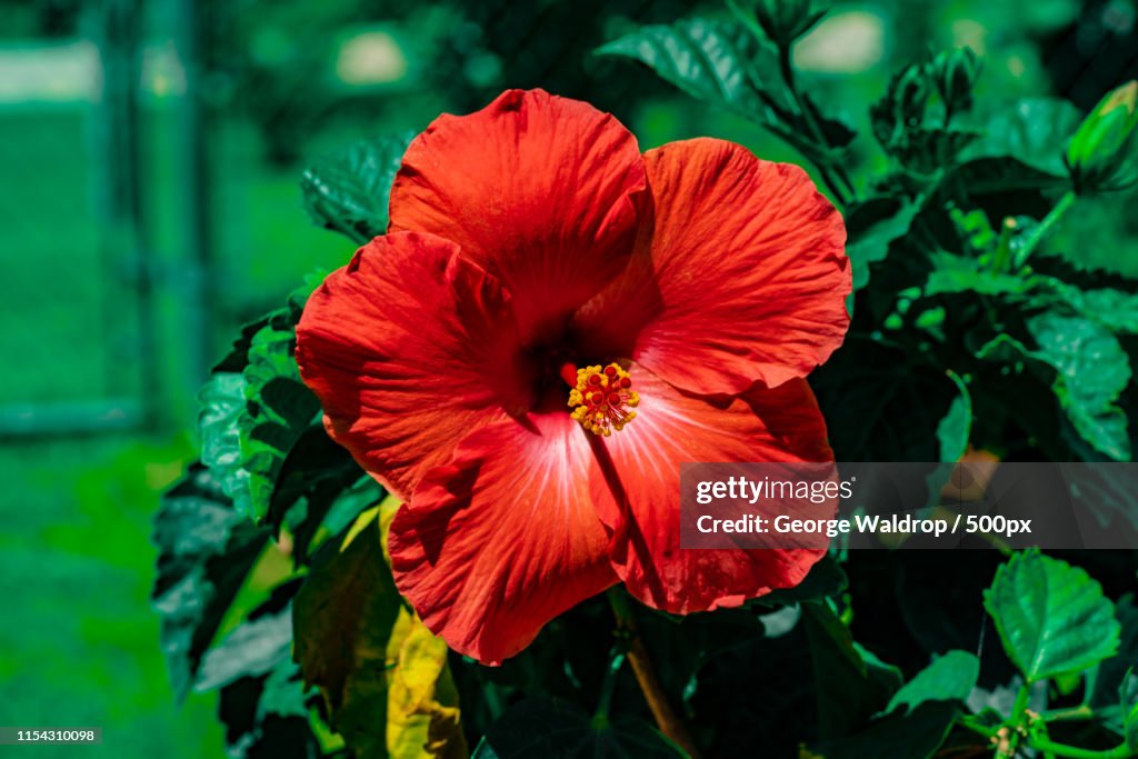 A Picture Of A Red Hibiscus