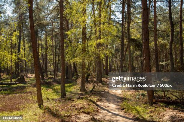 into the forest - gelderland stock pictures, royalty-free photos & images