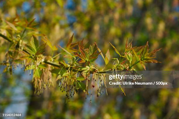 Ash Maple Color Ash Leaf Maple Photos and Premium High Res Pictures - Getty Images
