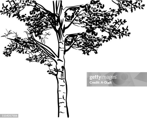 poplar drawing - poplar stock illustrations