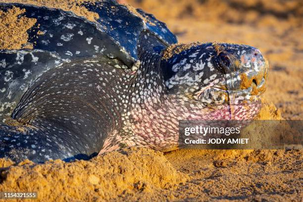 Leatherback sea turtle, also known as the Luth turtle, lays eggs under the supervision of Kwata association members on a beach in Remire-Montjoly,...