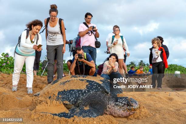 Onlookers take pictures as they observe a leatherback sea turtle, also known as the Luth turtle, laying eggs under the supervision of Kwata...