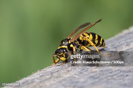 Wasp Wasp