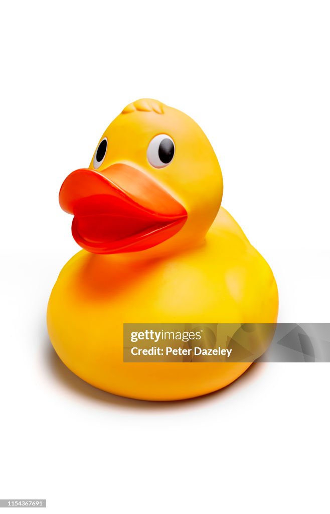 Duck with humourous face on white background