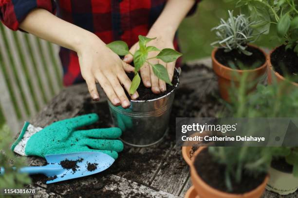 a little boy potting plants in the garden - pot plants stock-fotos und bilder