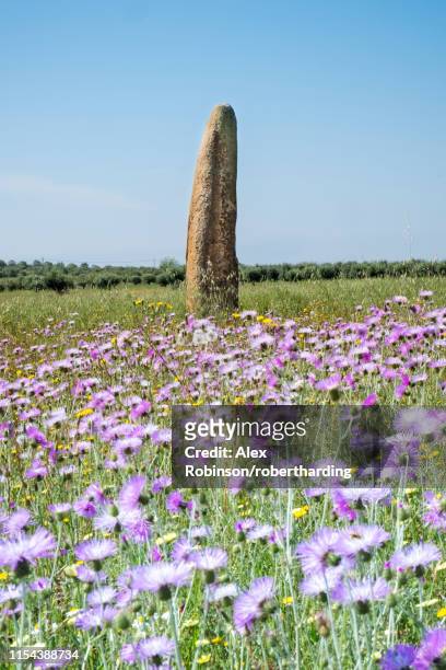 the megalithic menir do outeiro standing stone in a meadow of wild flowers, monsaraz, alentejo, portugal, europe - menhir ストックフォトと画像