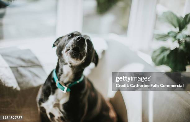 howling dog - dog barking stock pictures, royalty-free photos & images