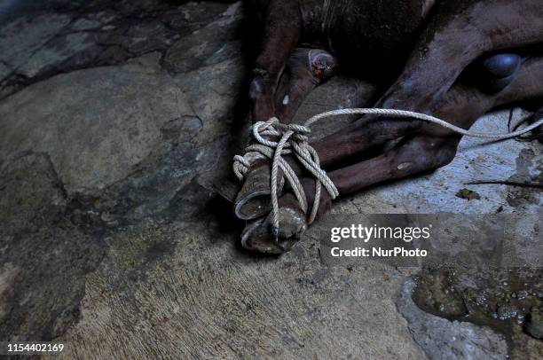 Image contains graphic content.) The rope ties the four legs of the horse so they don't rebel when they are slaughtered at the slaughterhouse,...