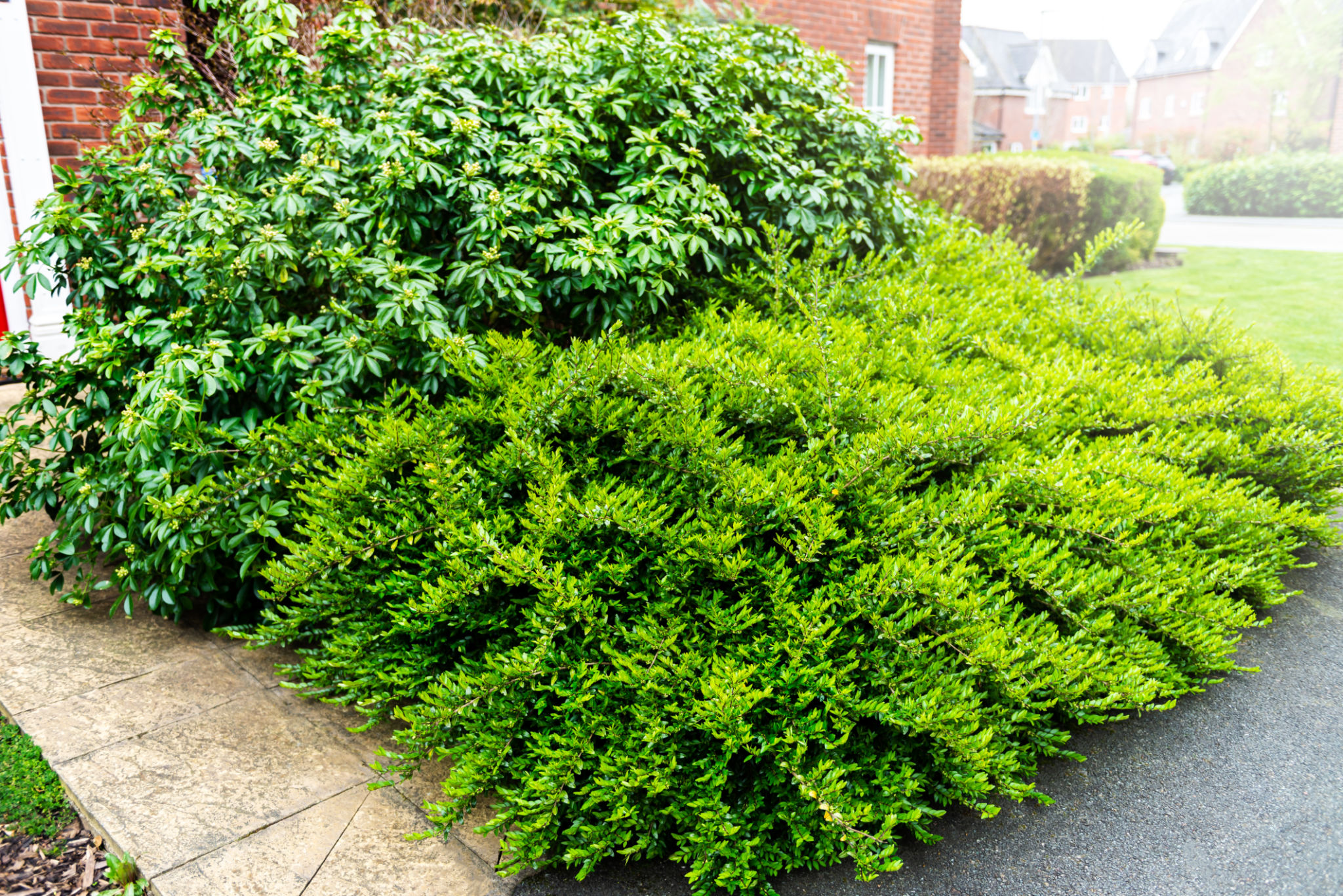 overgrown brush