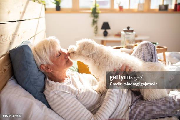 la vita è migliore con un animale domestico - maltese dog foto e immagini stock