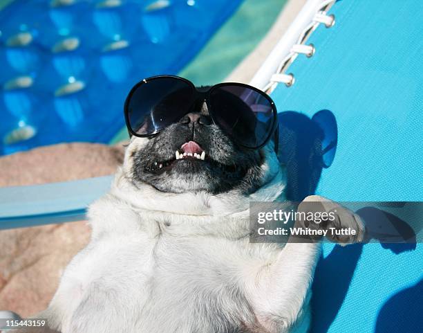 pug lounging poolside with sunglasses - dog sunglasses stock pictures, royalty-free photos & images