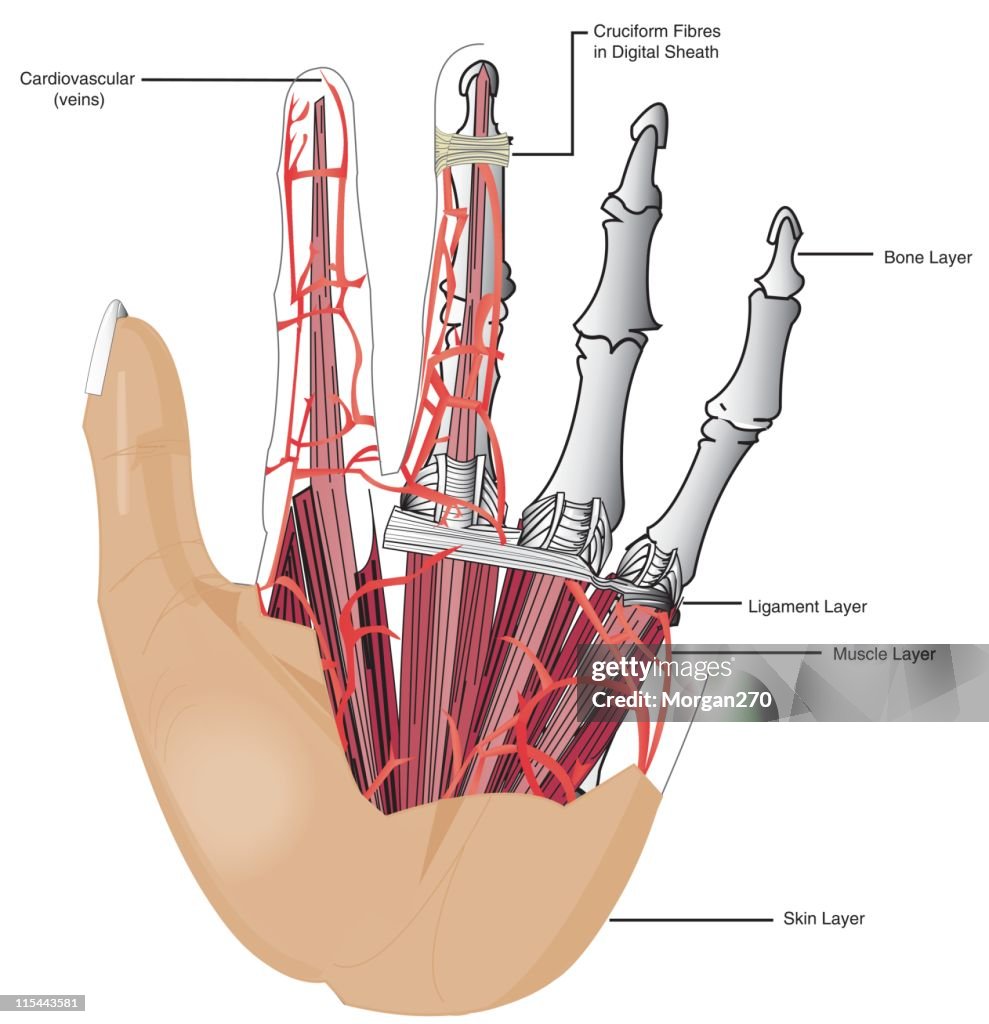 Haend Hand Medical Illustration High-Res Vector Graphic - Getty Images