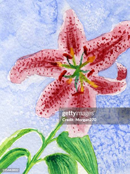 pink tiger lilly watercolor - tiger lily flower stock illustrations