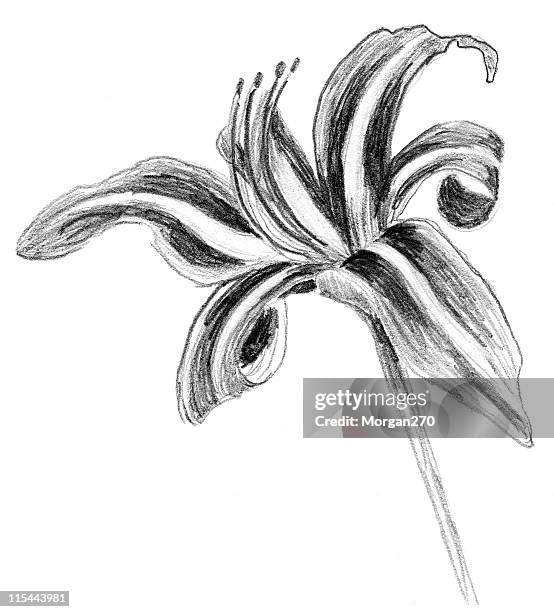 day lily sketch detail - tiger lily flower stock illustrations