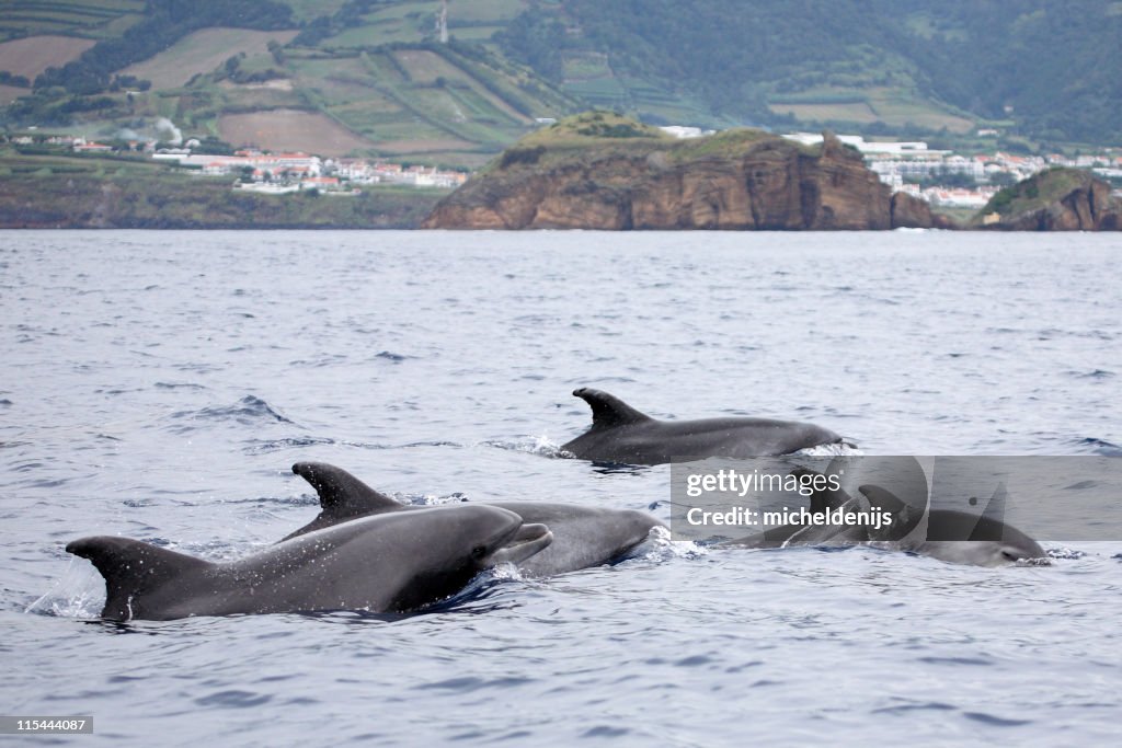 Bottle-nosed Dolphins At Azores Sea