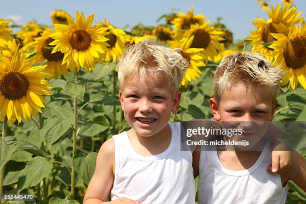 boys in sunflower field - twins boys stock pictures, royalty-free photos & images