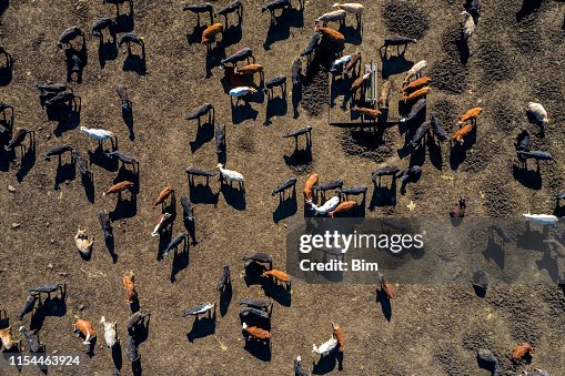 Beef Cattle From Above