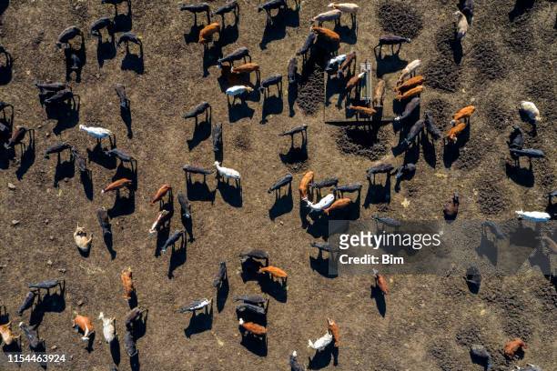 beef cattle from above - beef stock pictures, royalty-free photos & images