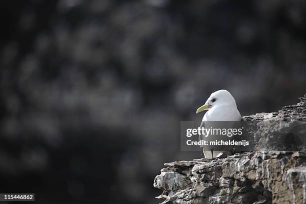 young kittiwake in arctic - spitsbergen stock pictures, royalty-free photos & images