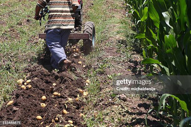 african man harvesting potatoes - barefoot black men stock pictures, royalty-free photos & images