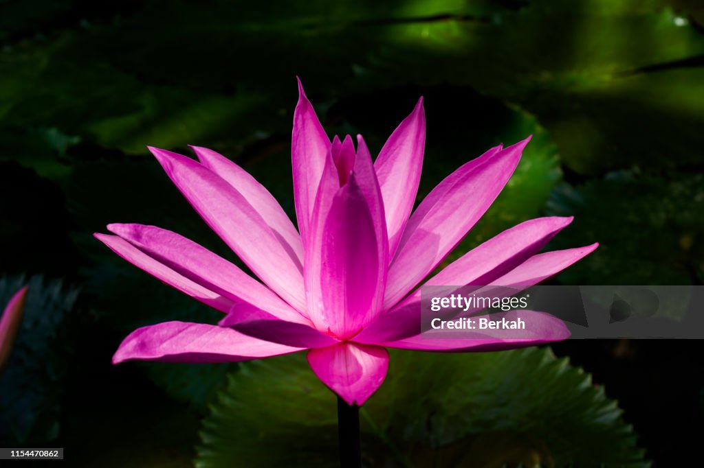 Beautiful pink waterlily or lotus flower in pond