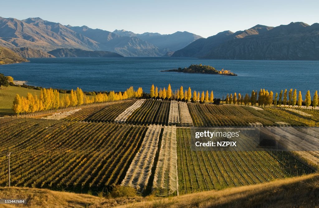 Vineyard, Wanaka