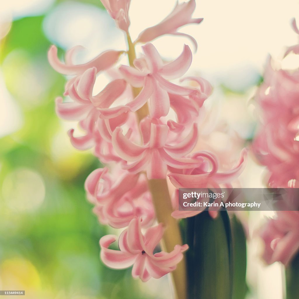 Happy hyacinth