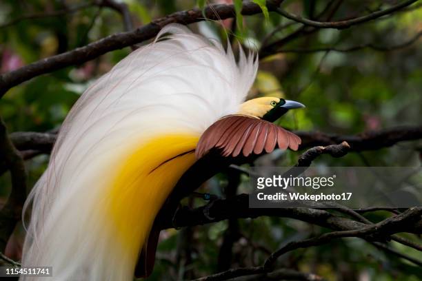bird of paradise bird perching on branch - birds indonesia stock pictures, royalty-free photos & images