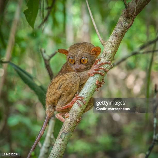 tarsier des philippines - tarsier imagens e fotografias de stock