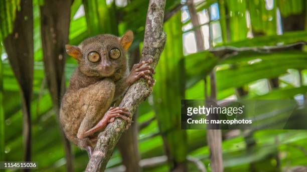 30,397 Tropical Rainforest Animals Photos and Premium High Res Pictures -  Getty Images
