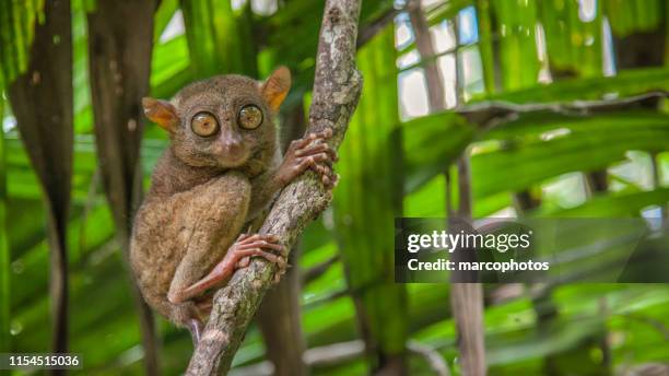 tarsier des philippines - bohol stock pictures, royalty-free photos & images