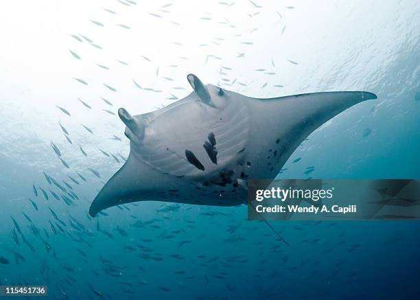 graceful manta - manta ray stock pictures, royalty-free photos & images