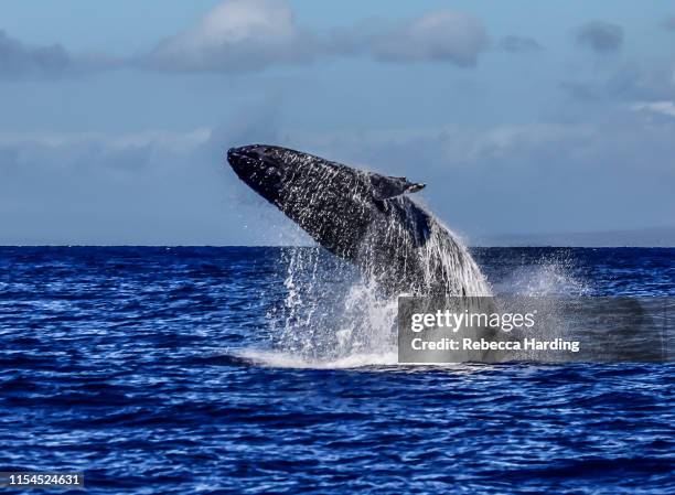 humpback whales - maui water stock pictures, royalty-free photos & images