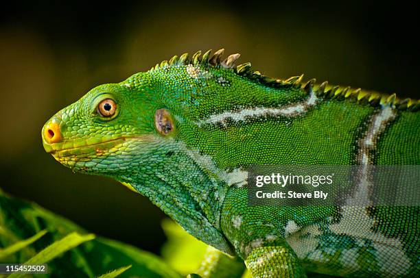 fiji - fiji crested iguana stockfoto's en -beelden