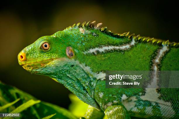 fiji - fiji crested iguana stock pictures, royalty-free photos & images