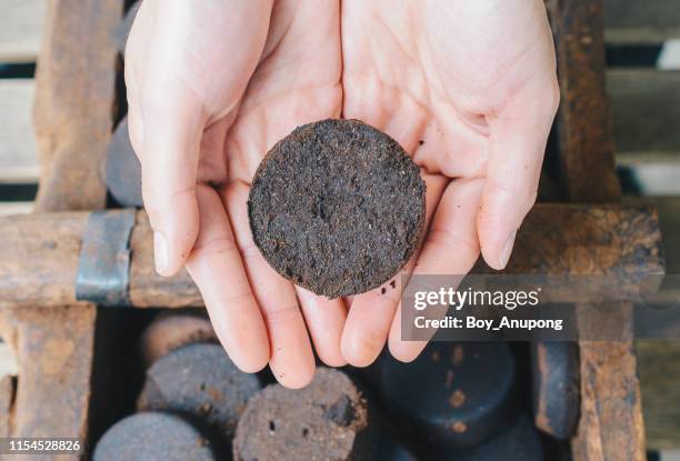 close-up of human hands holding a piece of old coffee grounds after it’s brewed. - ground coffee 個照片及圖片檔