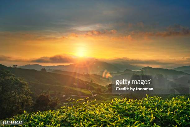 sunrise at cameron highlands, pahang, malaysia - cameron highlands stock pictures, royalty-free photos & images