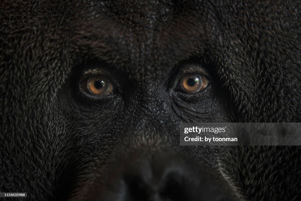 Bornean Orang Utan