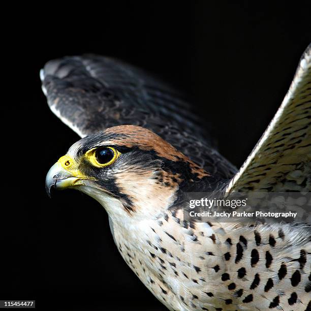 peregrine falcon - peregrine falcon stock pictures, royalty-free photos & images