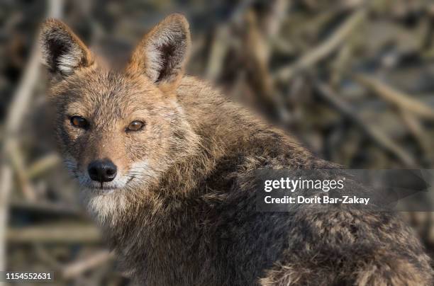 golden jackal (canis aureus) - hundeartige stock-fotos und bilder
