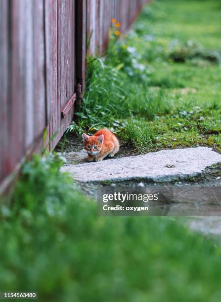 small ginger kitten sitting on the green grass near the fence - looking over fence stock pictures, royalty-free photos & images