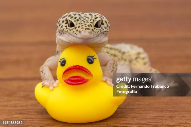 animal protection - rubber duck stock pictures, royalty-free photos & images