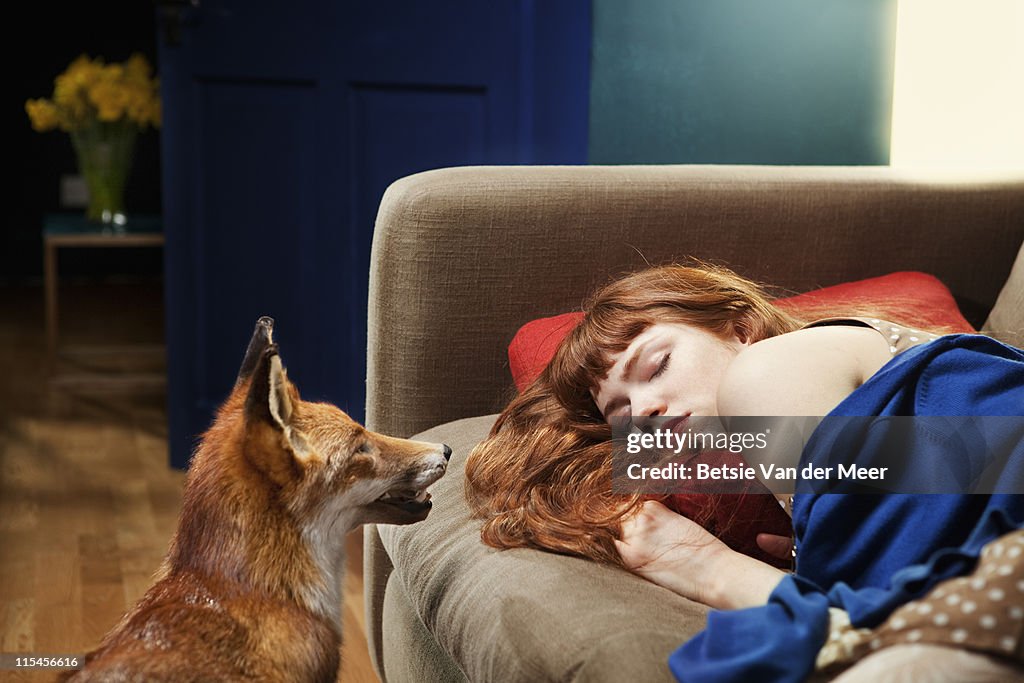 Fox looking at sleeping woman on sofa.