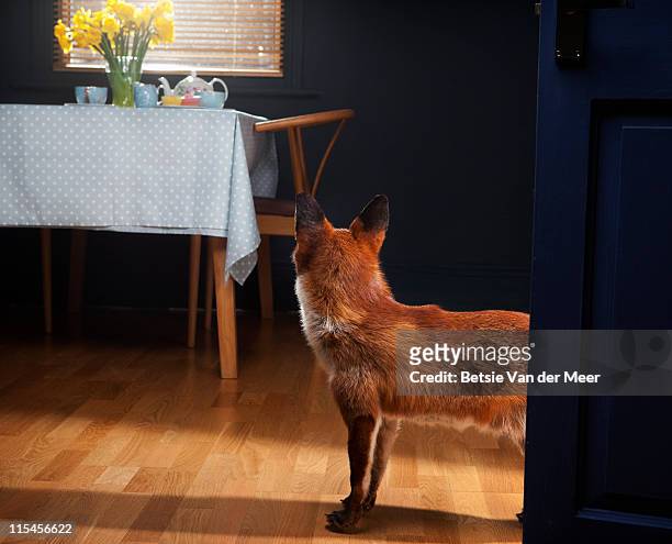 fox looking at table with tea and cupcakes. - fuchs stock-fotos und bilder
